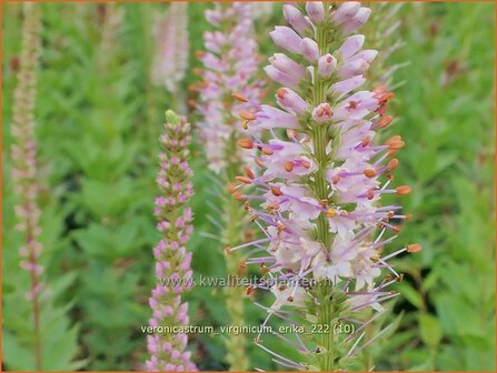 Veronicastrum virginicum &#039;Erika&#039; | Virginische ereprijs, Zwarte ereprijs, Naaldereprijs | Kandelaberehrenpreis | 