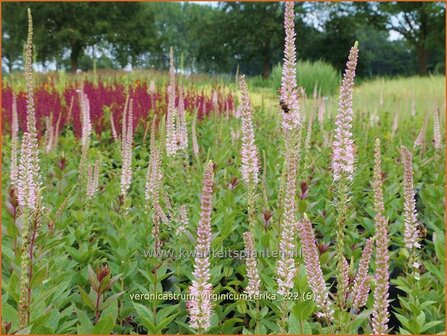 Veronicastrum virginicum &#039;Erika&#039; | Virginische ereprijs, Zwarte ereprijs, Naaldereprijs | Kandelaberehrenpreis | 