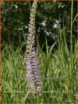 Veronicastrum virginicum &#039;Lavendelturm&#039; | Virginische ereprijs, Zwarte ereprijs, Naaldereprijs | Kandelaberehrenp