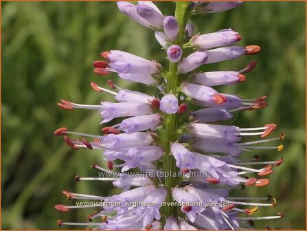 Veronicastrum virginicum &#039;Lavendelturm&#039; | Virginische ereprijs, Zwarte ereprijs, Naaldereprijs | Kandelaberehrenp