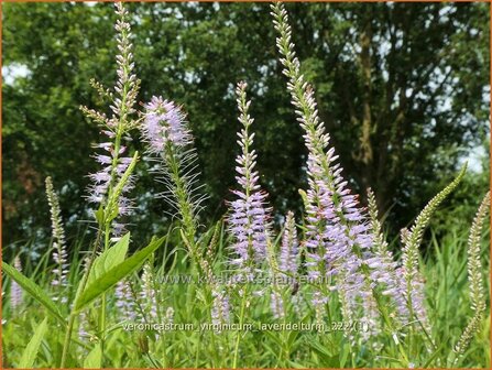 Veronicastrum virginicum &#039;Lavendelturm&#039; | Virginische ereprijs, Zwarte ereprijs, Naaldereprijs | Kandelaberehrenp