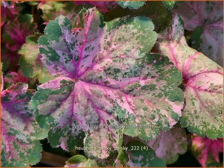 Heuchera &#039;Pinky Panky&#039; | Purperklokje | Purpurgl&ouml;ckchen | Coral Bells