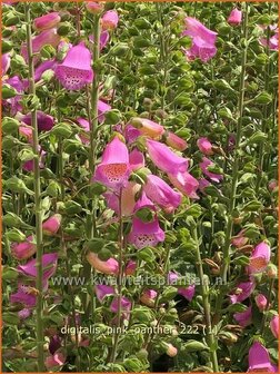 Digitalis purpurea &#039;Panther&#039; | Echt vingerhoedskruid, Vingerhoedskruid | Roter Fingerhut | Common Foxglove