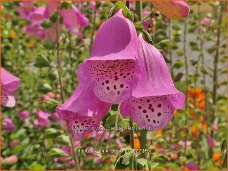 Digitalis purpurea &#039;Panther&#039; | Echt vingerhoedskruid, Vingerhoedskruid | Roter Fingerhut | Common Foxglove