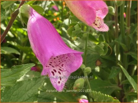 Digitalis purpurea &#039;Panther&#039; | Echt vingerhoedskruid, Vingerhoedskruid | Roter Fingerhut | Common Foxglove