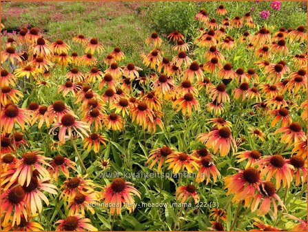 Echinacea purpurea &#039;Fiery Meadow Mama&#039; | Rode zonnehoed, Zonnehoed | Roter Sonnenhut | Purple Coneflower