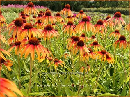 Echinacea purpurea &#039;Fiery Meadow Mama&#039; | Rode zonnehoed, Zonnehoed | Roter Sonnenhut | Purple Coneflower