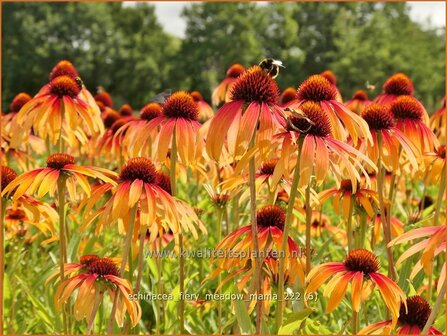 Echinacea purpurea &#039;Fiery Meadow Mama&#039; | Rode zonnehoed, Zonnehoed | Roter Sonnenhut | Purple Coneflower