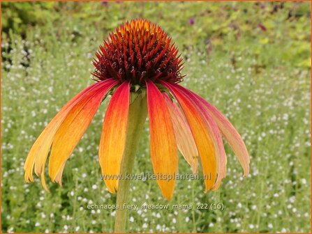 Echinacea purpurea &#039;Fiery Meadow Mama&#039; | Rode zonnehoed, Zonnehoed | Roter Sonnenhut | Purple Coneflower