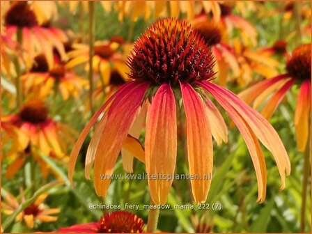 Echinacea purpurea &#039;Fiery Meadow Mama&#039; | Rode zonnehoed, Zonnehoed | Roter Sonnenhut | Purple Coneflower