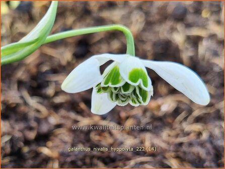 Galanthus &#039;Hippolyta&#039; | Sneeuwklokje | Schneetr&ouml;pfchen | Snowdrop