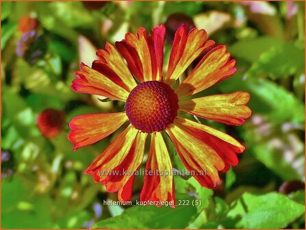 Helenium &#039;Kupferziegel&#039; | Zonnekruid | Sonnenbraut | Helen&#039;s Flower