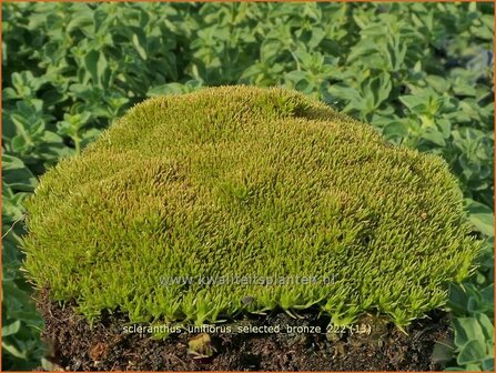 Scleranthus uniflorus &#039;Selected Bronze&#039; | Nieuw-Zeelands mos, Hardbloem | Neuseel&auml;nder Kn&auml;uel | Fou