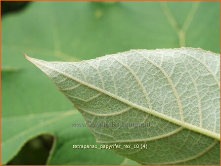 Tetrapanax papyrifer &#039;Rex&#039; | Rijstpapierplant