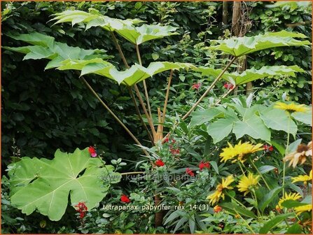 Tetrapanax papyrifer &#039;Rex&#039; | Rijstpapierplant