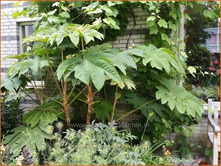 Tetrapanax papyrifer &#039;Rex&#039; | Rijstpapierplant