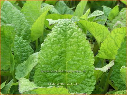 Salvia &#039;Amber&#039; | Salie, Salvia | Salbei | Sage