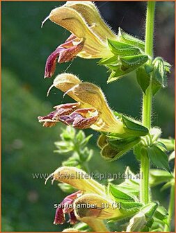 Salvia &#039;Amber&#039; | Salie, Salvia | Salbei | Sage