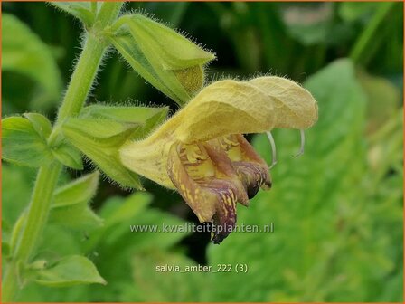 Salvia &#039;Amber&#039; | Salie, Salvia | Salbei | Sage