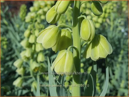 Fritillaria persica &#039;Ivory Bells&#039; | Perzische keizerskroon, Keizerskroon | Persische Schachblume