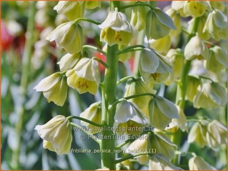 Fritillaria persica &#039;Ivory Bells&#039; | Perzische keizerskroon, Keizerskroon | Persische Schachblume