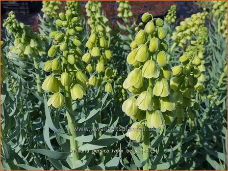 Fritillaria persica &#039;Ivory Bells&#039; | Perzische keizerskroon, Keizerskroon | Persische Schachblume