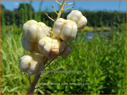 Fritillaria persica &#039;Ivory Bells&#039; | Perzische keizerskroon, Keizerskroon | Persische Schachblume