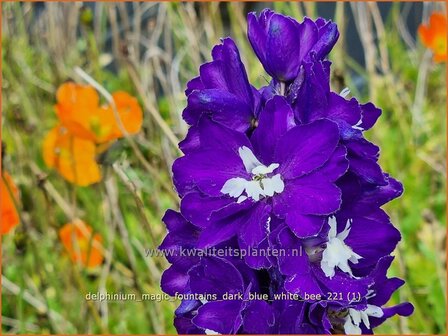 Delphinium &#039;Magic Fountains Dark Blue White Bee&#039; | Ridderspoor | Rittersporn