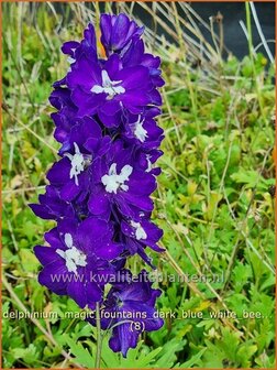 Delphinium &#039;Magic Fountains Dark Blue White Bee&#039; | Ridderspoor | Rittersporn