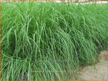 Miscanthus sinensis &#039;Serengeti&#039; | Chinees prachtriet, Chinees riet, Japans sierriet, Sierriet | Chinaschilf | Eulalia