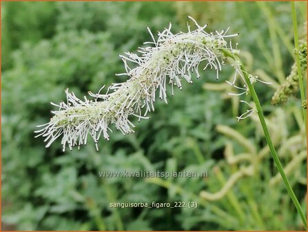 Sanguisorba &#039;Figaro&#039; | Pimpernel, Sorbenkruid | Wiesenknopf | Burnet