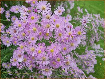 Aster &#039;Esther&#039; | Aster | Aster | Aster