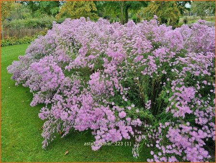 Aster &#039;Esther&#039; | Aster | Aster | Aster