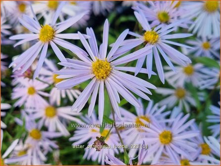 Aster pyrenaeus &#039;Lutetia&#039; | Aster | Pyren&auml;en-Aster | Pyrenees Aster