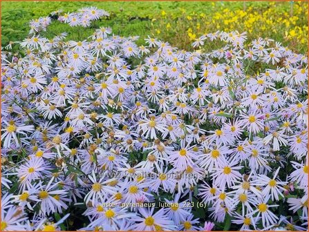 Aster pyrenaeus &#039;Lutetia&#039; | Aster | Pyren&auml;en-Aster | Pyrenees Aster