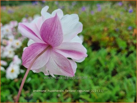 Anemone hupehensis &#039;Fantasy Rapunzel&#039; | Herfstanemoon, Japanse anemoon, Anemoon | Herbstanemone | Japanese Anemon