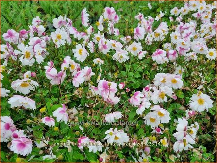 Anemone hupehensis &#039;Fantasy Rapunzel&#039; | Herfstanemoon, Japanse anemoon, Anemoon | Herbstanemone | Japanese Anemon