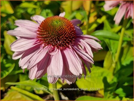 Echinacea purpurea &#039;SunSeekers Blush&#039; | Rode zonnehoed, Zonnehoed | Roter Sonnenhut | Purple Coneflower