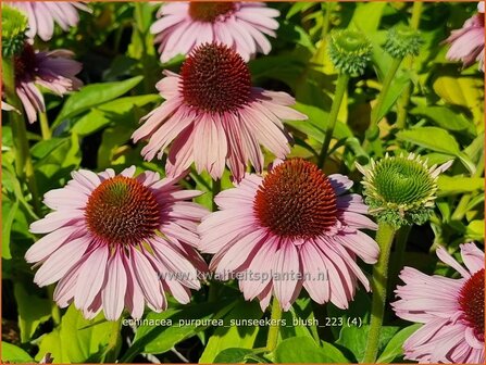 Echinacea purpurea &#039;SunSeekers Blush&#039; | Rode zonnehoed, Zonnehoed | Roter Sonnenhut | Purple Coneflower