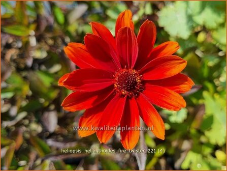 Heliopsis helianthoides &#039;Fire Twister&#039; | Zonneoog | Gew&ouml;hnliches Sonnenauge | Rough Heliopsis