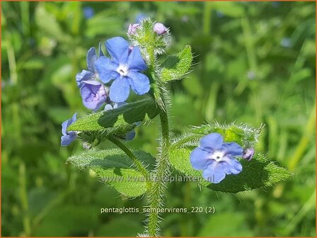 Pentaglottis sempervirens | Overblijvende ossentong, Groene ossentong | Gr&uuml;ne Ochsenzunge | Green Alkanet