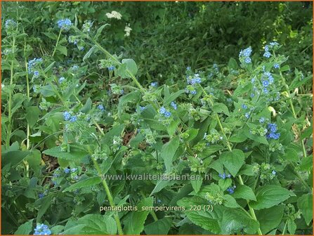 Pentaglottis sempervirens | Overblijvende ossentong, Groene ossentong | Gr&uuml;ne Ochsenzunge | Green Alkanet