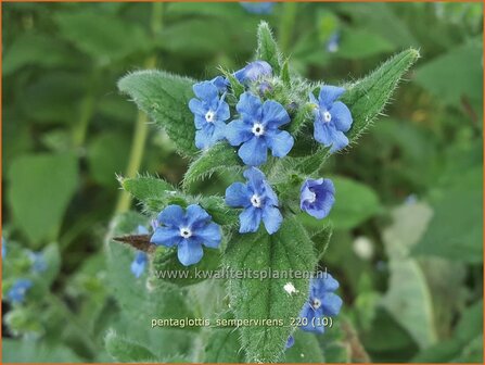 Pentaglottis sempervirens | Overblijvende ossentong, Groene ossentong | Gr&uuml;ne Ochsenzunge | Green Alkanet