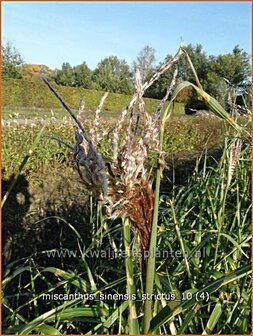 Miscanthus sinensis &#039;Strictus&#039; | Zebragras, Prachtriet, Chinees riet, Japans sierriet | Zebraschilf | Zebra grass