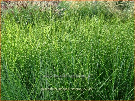 Miscanthus sinensis &#039;Strictus&#039; | Zebragras, Prachtriet, Chinees riet, Japans sierriet | Zebraschilf | Zebra grass