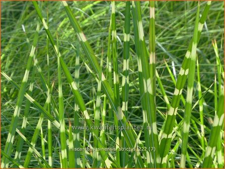 Miscanthus sinensis &#039;Strictus&#039; | Zebragras, Prachtriet, Chinees riet, Japans sierriet | Zebraschilf | Zebra grass