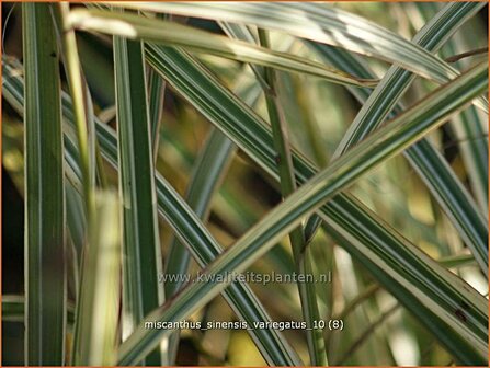 Miscanthus sinensis &#039;Variegatus&#039; | Chinees prachtriet, Chinees riet, Japans sierriet, Sierriet | Chinaschilf | Eulali