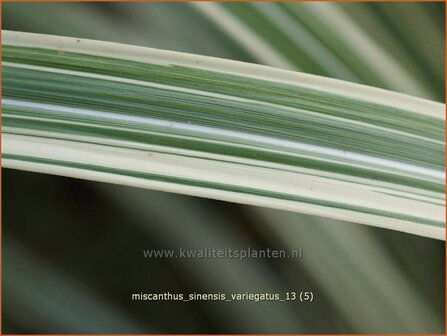 Miscanthus sinensis &#039;Variegatus&#039; | Chinees prachtriet, Chinees riet, Japans sierriet, Sierriet | Chinaschilf | Eulali