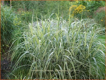 Miscanthus sinensis &#039;Variegatus&#039; | Chinees prachtriet, Chinees riet, Japans sierriet, Sierriet | Chinaschilf | Eulali