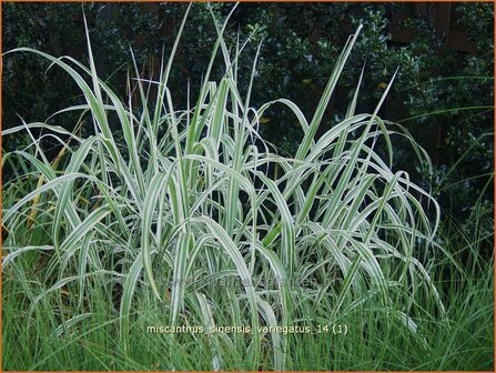 Miscanthus sinensis &#039;Variegatus&#039; | Chinees prachtriet, Chinees riet, Japans sierriet, Sierriet | Chinaschilf | Eulali